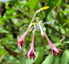 Fuchsia nigricans