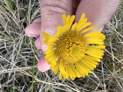 Helenium pinnatifidum