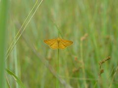 Idaea aureolaria