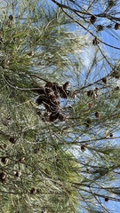 Casuarina glauca