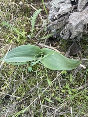 Platanthera elegans elegans