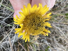 Helenium pinnatifidum