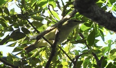 Vireo magister