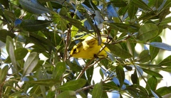 Setophaga vitellina vitellina