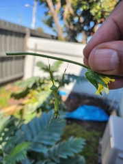 Pseudomantis albofimbriata