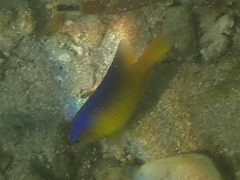 Stegastes leucostictus