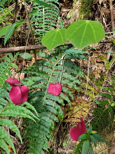 Passiflora membranacea image