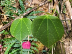 Passiflora membranacea