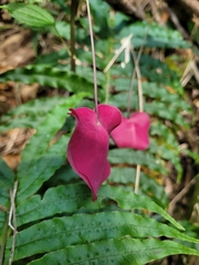 Passiflora membranacea
