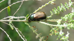 Anomala testaceipennis