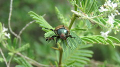 Anomala testaceipennis