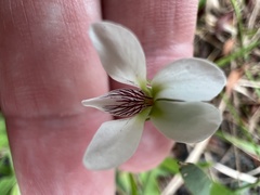 Viola vittata