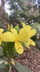 Barleria oenotheroides