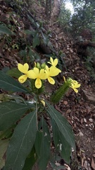 Barleria oenotheroides