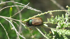 Anomala testaceipennis