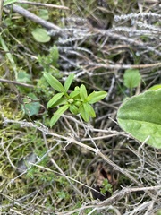 Cardamine californica