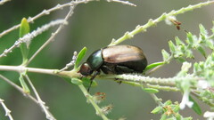 Anomala testaceipennis