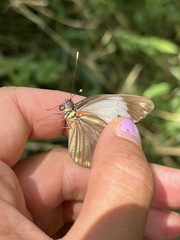 Pieriballia viardi