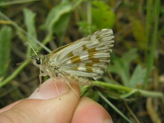 Muschampia tessellum