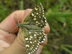 Muschampia tessellum