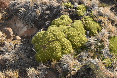 Azorella monantha