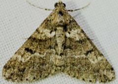 Lipogya leucoprosopa