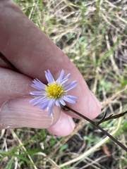 Symphyotrichum subulatum elongatum