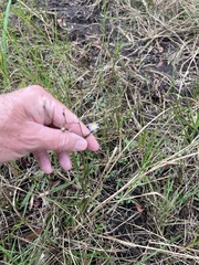 Symphyotrichum subulatum elongatum