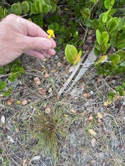 Xyris elliottii