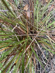 Xyris elliottii