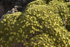 Azorella monantha