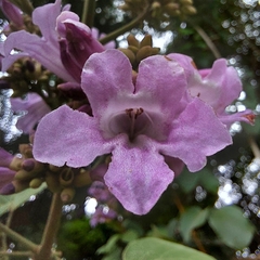 Fridericia