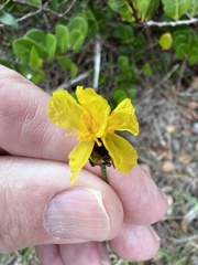Xyris elliottii