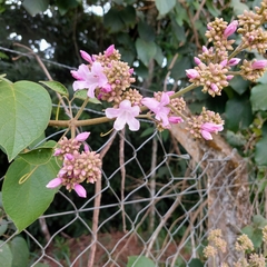 Fridericia
