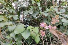 Fridericia