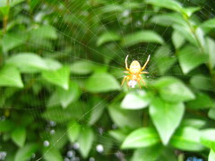 Araneus diadematus
