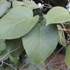 Fridericia