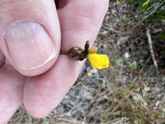 Xyris elliottii