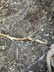 Lithobius forficatus