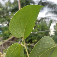 Fridericia