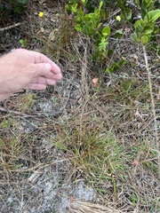 Xyris elliottii
