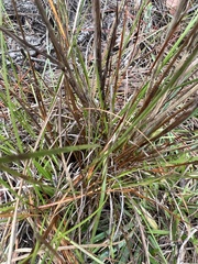 Xyris elliottii