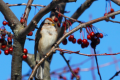 Spizelloides arborea arborea