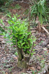 Citrus deliciosa