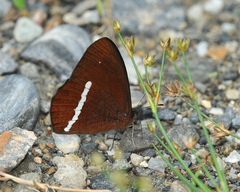 Lymanopoda albocincta