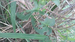 Plectonycha correntina