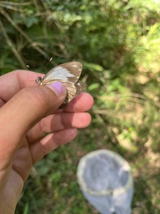 Pieriballia viardi