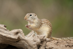 Ictidomys parvidens