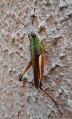 Amblytropidia