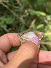 Pieriballia viardi